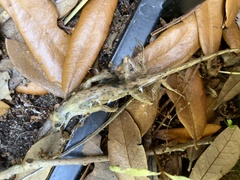 Anolis sagrei