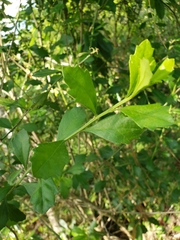 Baccharis halimifolia image