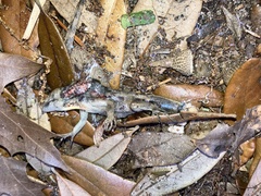 Anolis sagrei
