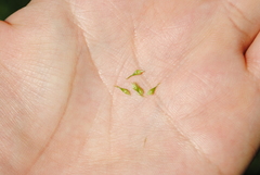 Carex comosa