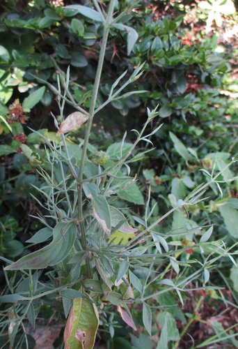 Dicliptera paniculata image