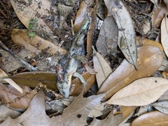 Anolis sagrei