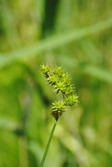 Carex normalis