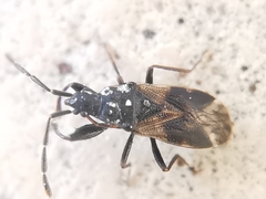 Taphropeltus contractus