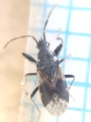 Taphropeltus contractus