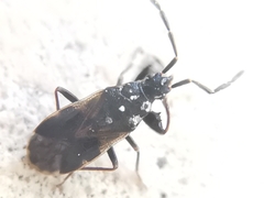 Taphropeltus contractus