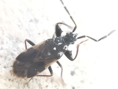 Taphropeltus contractus