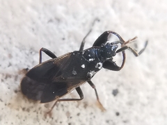 Taphropeltus contractus