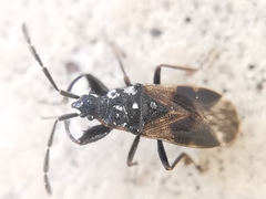 Taphropeltus contractus