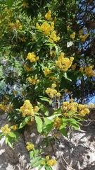 Heteropterys laurifolia