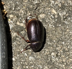 Scarabaeidae