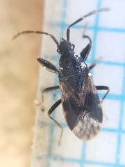 Taphropeltus contractus