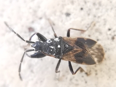 Taphropeltus contractus