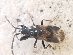 Taphropeltus contractus