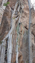 Selenicereus ocamponis