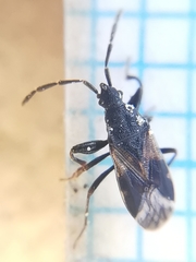 Taphropeltus contractus