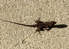 Anolis sagrei