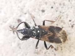 Taphropeltus contractus