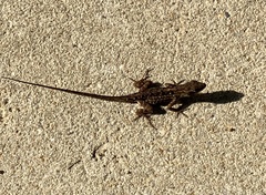 Anolis sagrei