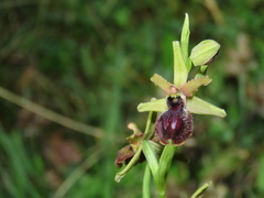 Ophrys sphegodes atrata