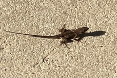 Anolis sagrei