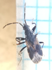 Taphropeltus contractus