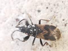 Taphropeltus contractus