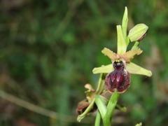 Ophrys sphegodes atrata