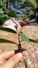 Licaria