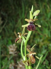 Ophrys sphegodes atrata