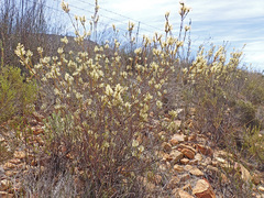 Struthiola eckloniana