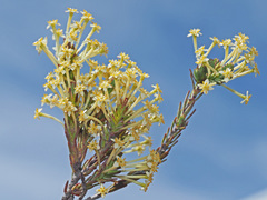 Struthiola eckloniana