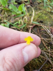 Utricularia subulata image