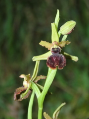 Ophrys sphegodes atrata