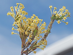 Struthiola eckloniana