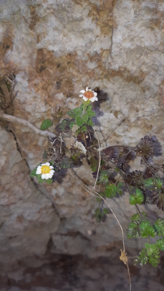 Galinsogeopsis stevensii