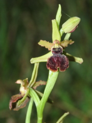Ophrys sphegodes atrata