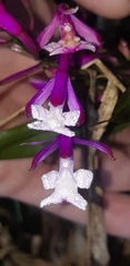 Epidendrum porphyreum