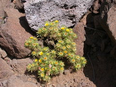 Asteriscus graveolens subsp. stenophyllus image