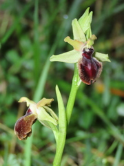 Ophrys sphegodes atrata