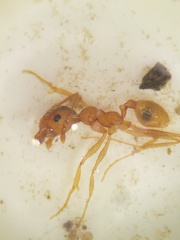 Pheidole morrisii