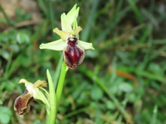 Ophrys sphegodes atrata
