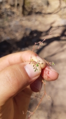 Euphorbia ocymoidea