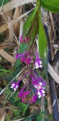 Epidendrum porphyreum