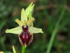 Ophrys sphegodes atrata