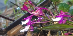 Epidendrum porphyreum