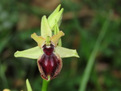 Ophrys sphegodes atrata