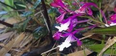 Epidendrum porphyreum