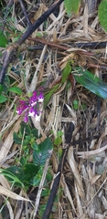 Epidendrum porphyreum