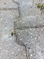 Sigilla dorsata